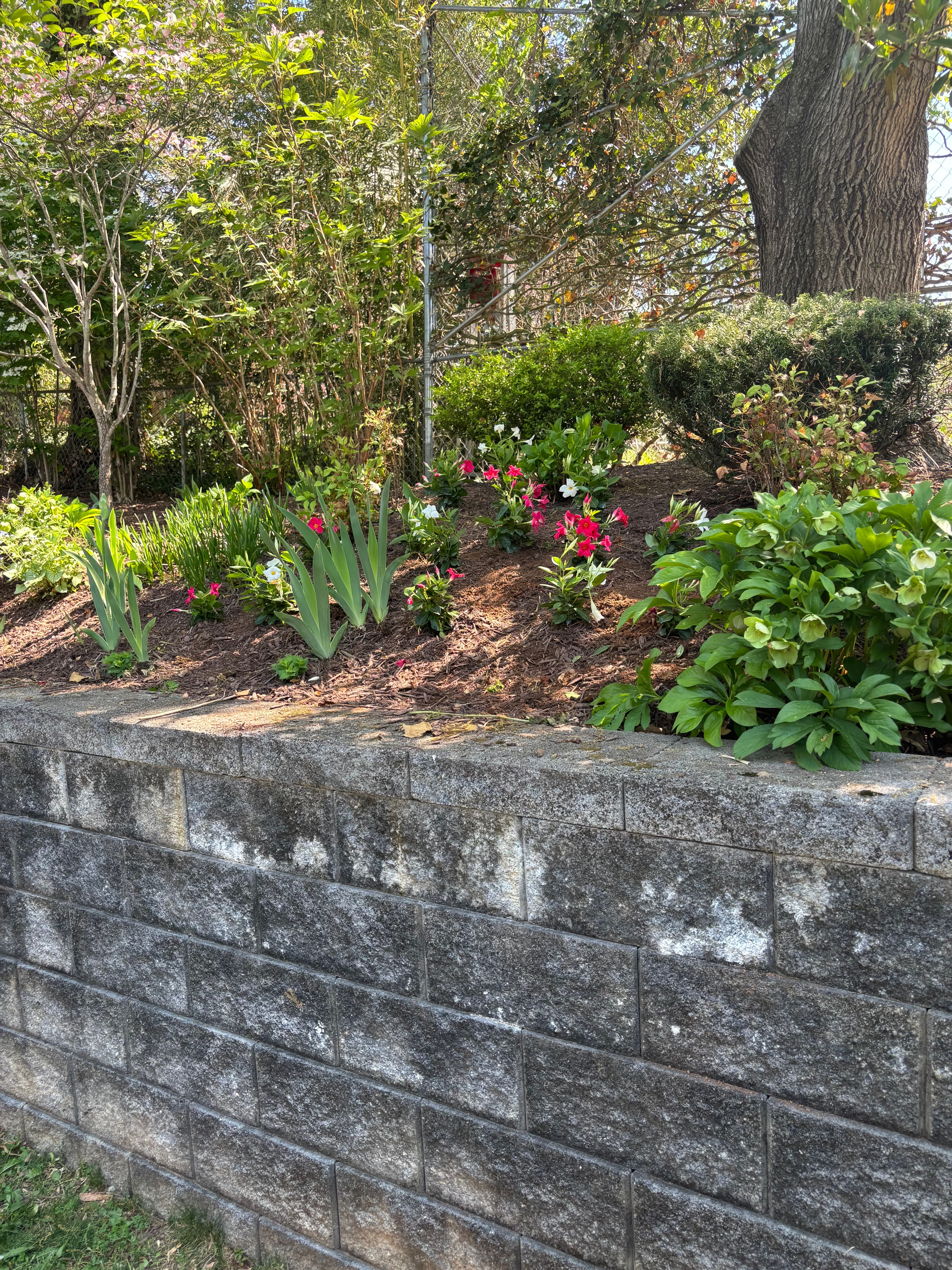 Pink flowers and green plants in a garden bed beside a grey stone block wall.